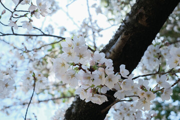 cherry blossoms and buds blooming in spring in Japan