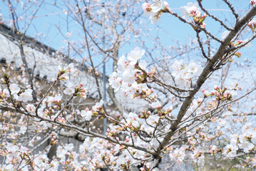 cherry blossoms and buds blooming in spring in Japan