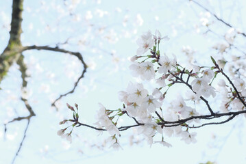 cherry blossoms and buds blooming in spring in Japan