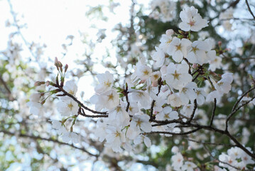 cherry blossoms and buds blooming in spring in Japan