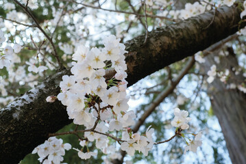 cherry blossoms and buds blooming in spring in Japan