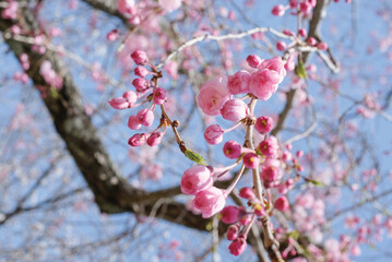Pink Cherry Blossom / Sakura against blue sky in Japan