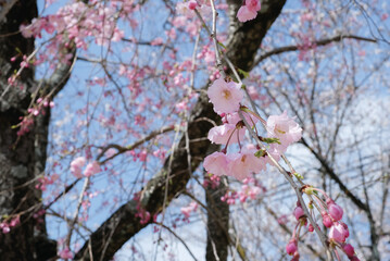 Pink Cherry Blossom / Sakura against blue sky in Japan