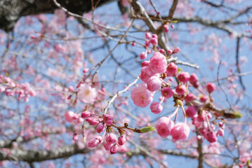 Pink Cherry Blossom / Sakura against blue sky in Japan