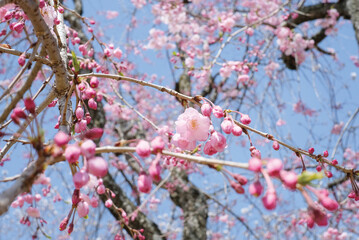 Pink Cherry Blossom / Sakura against blue sky in Japan