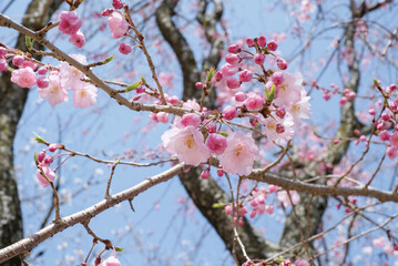 Pink Cherry Blossom / Sakura against blue sky in Japan