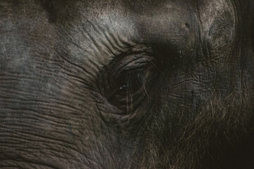 Close-up of an Asian elephant's eye in an Indian zoo, showcasing textured skin and deep gaze.