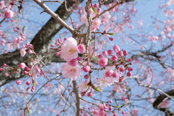 Pink Cherry Blossom / Sakura against blue sky in Japan