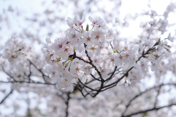 cherry blossoms and buds blooming in spring in Japan