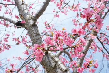 Pink Cherry Blossom / Sakura against blue sky in Japan