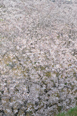 cherry blossoms and buds blooming in spring in Japan