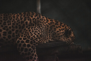Close-up of a leopard's coat in an Indian wildlife setting, showcasing intricate patterns.