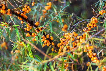 Bright orange sea buckthorn berries on branches in autumn. Harvest season in nature.