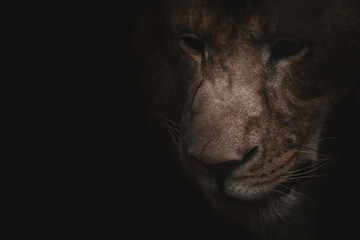 Majestic lion portrait, close-up, dark background, India.