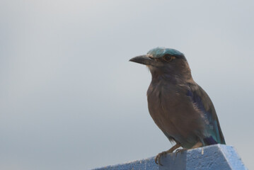 bird