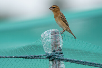 bird