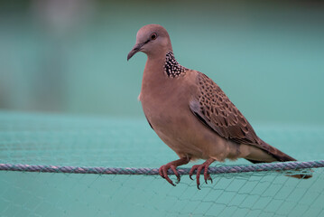 bird