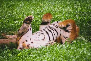 Bengal tiger (Panthera tigris tigris) playfully rolling on its back in lush green grass, India.