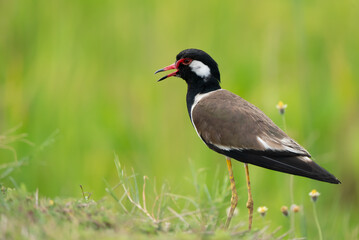 bird