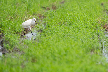 bird