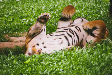Bengal tiger (Panthera tigris tigris) playfully rolling on its back in lush green grass, India.