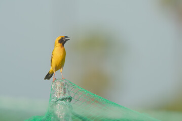 bird