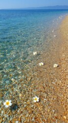 Clear shallow water, small white flowers, sandy beach