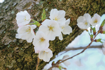 cherry blossoms and buds blooming in spring in Japan