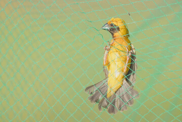 bird