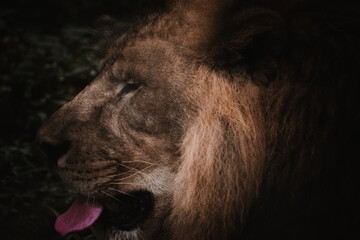 Majestic lion profile, India; dark background; close-up composition highlighting texture and detail.