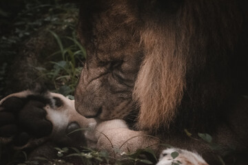 Majestic Asiatic lion resting amidst lush vegetation in India. Close-up composition emphasizing...