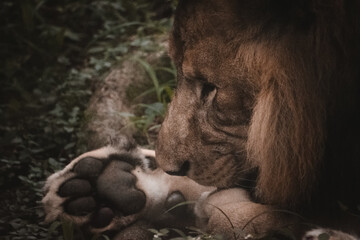 Majestic Asiatic lion resting amidst lush vegetation in India. Close-up composition emphasizing...