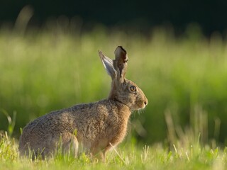 Wild rabbits grazing peacefully in an open field under soft morning light