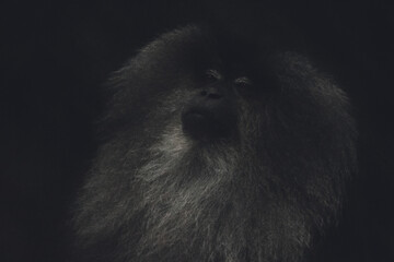 Dark, moody portrait of a lion-tailed macaque (Macaca silenus), India. Silhouetted against a black...