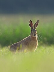 Natural wildlife behavior captured in evening light