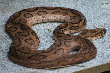 Russell's viper (Daboia russelii) coiled on a stone surface in India.  Close-up view showcasing...