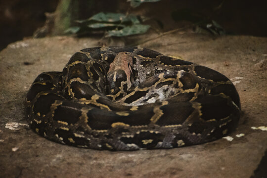 Coiled Indian Python (Python molurus) resting on a rock in India.  Dark, moody composition.