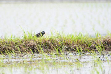 Starlings in a rice field, a summer scene