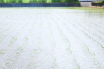 Rice seedlings swaying in the breeze in a rice field in early summer	