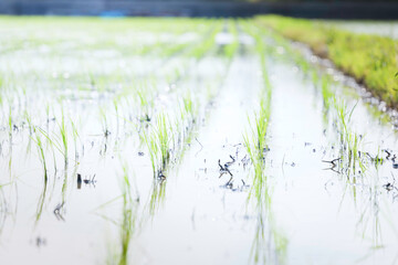 Rice seedlings swaying in the breeze in a rice field in early summer	