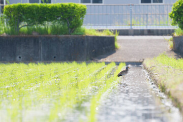 Grey-headed Lapwing searching for food in a rice field in early summer	
