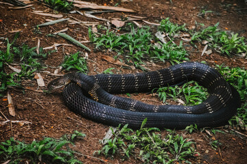 King Cobra (Ophiophagus hannah) coiled on the forest floor in India. A striking wildlife image.