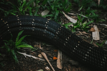 Close-up of a king cobra snake's scales on the forest floor in India.