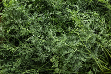 Texture of fresh green dill as background