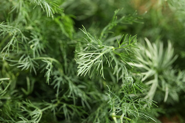 Texture of fresh green dill as background