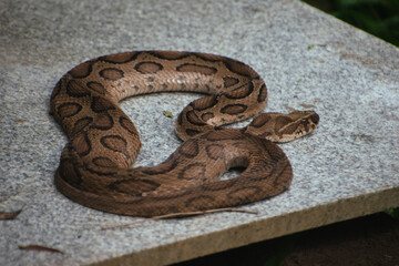 Russell's viper (Daboia russelii) coiled on a stone surface in India. Close-up view showcasing...
