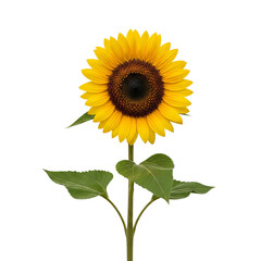 Naklejka premium Vibrant Sunflower Isolated on Transparent Background