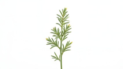 Photorealistic image of Artemisia plant isolated on white. Silvery-green divided leaves with soft texture. Botanical macro with natural light and fine detail.