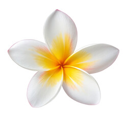 Close up of a white and yellow plumeria flower with five petals on a black background in full bloom