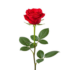 Single Red Rose with Lush Green Leaves Isolated on Transparent Background